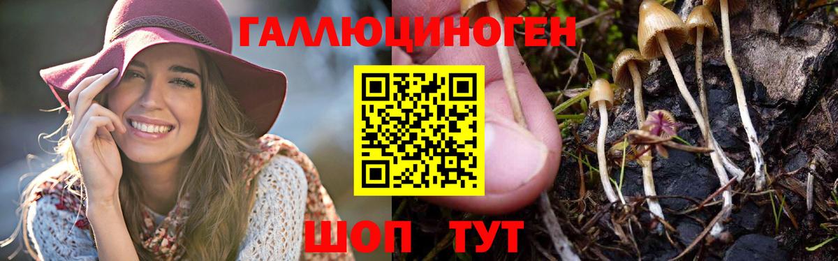 Галлюциногенные грибы Cubensis  продажа наркотиков  Улан-Удэ  Псилоцибиновые грибы мицелий 